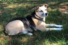 Killington, Vermont is Pet-Friendly Year Round