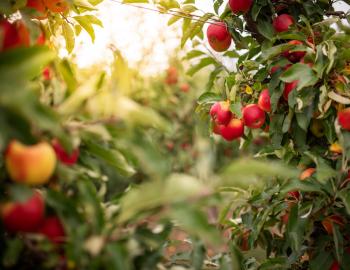 Things To Do Mendon Mountain Orchard