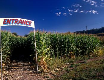 Things To Do Hathaway Farm & Corn Maze